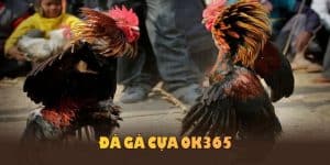 Đá gà cựa